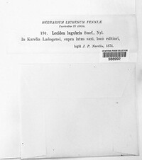 Ropalospora lugubris image